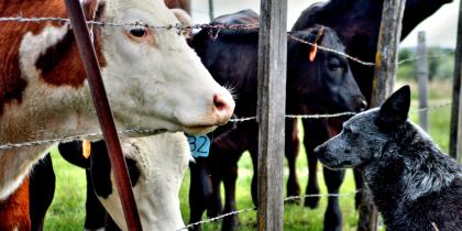 Pets and Livestock