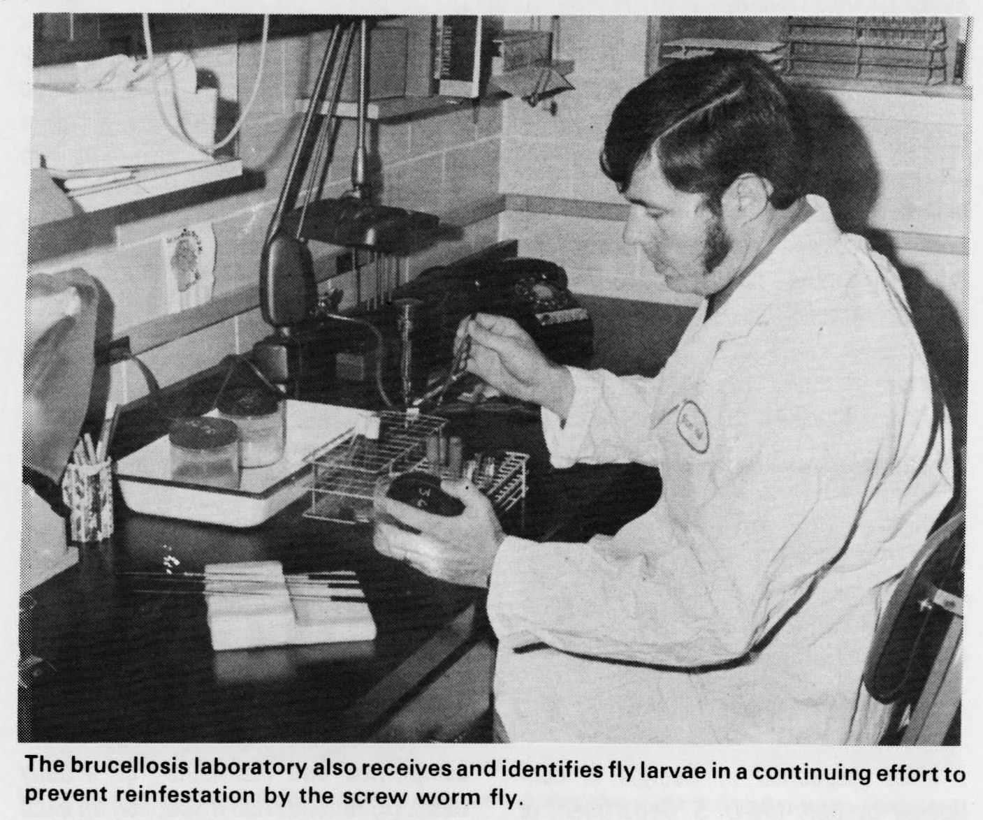 (1974) Testing of fly larvae being done at the lab.