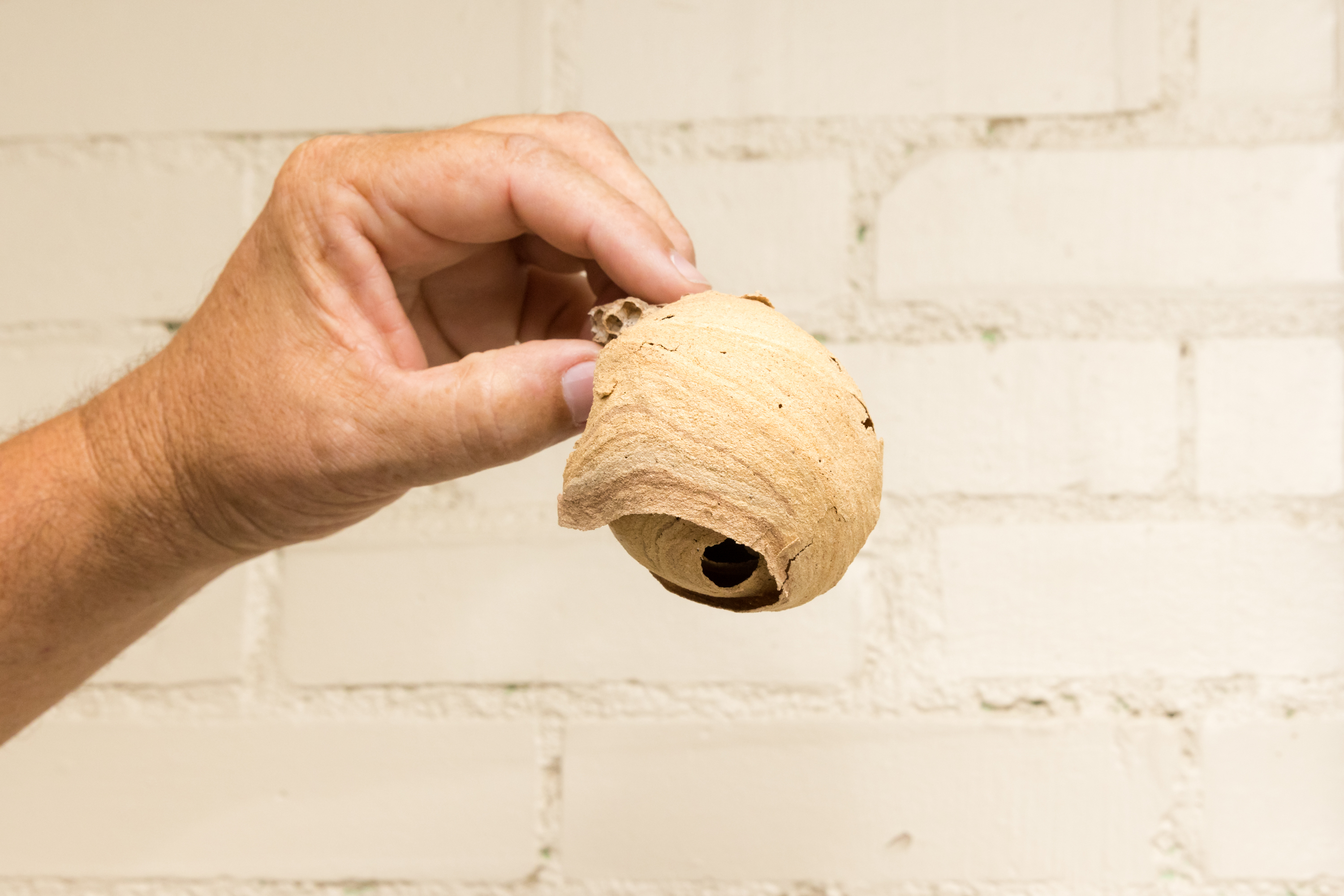 Yellow-legged Hornet Embryo nest