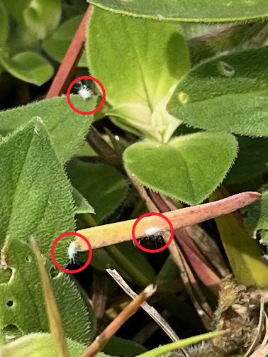 MealyBug Press Release Image 2