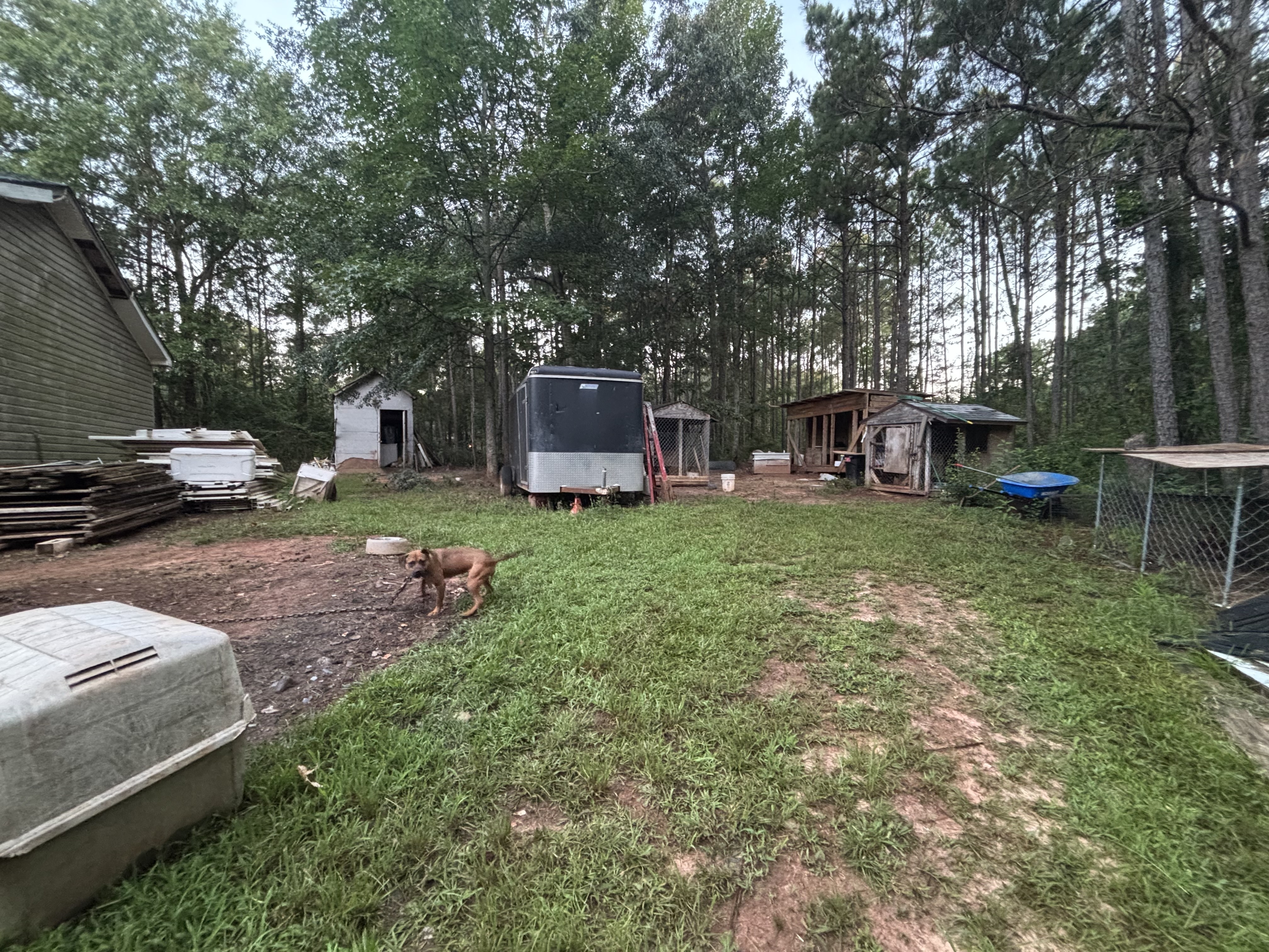 Georgia Agriculture Commissioner Announces Seizure of 23 Dogs, Firearms, and Narcotics in Crawford County