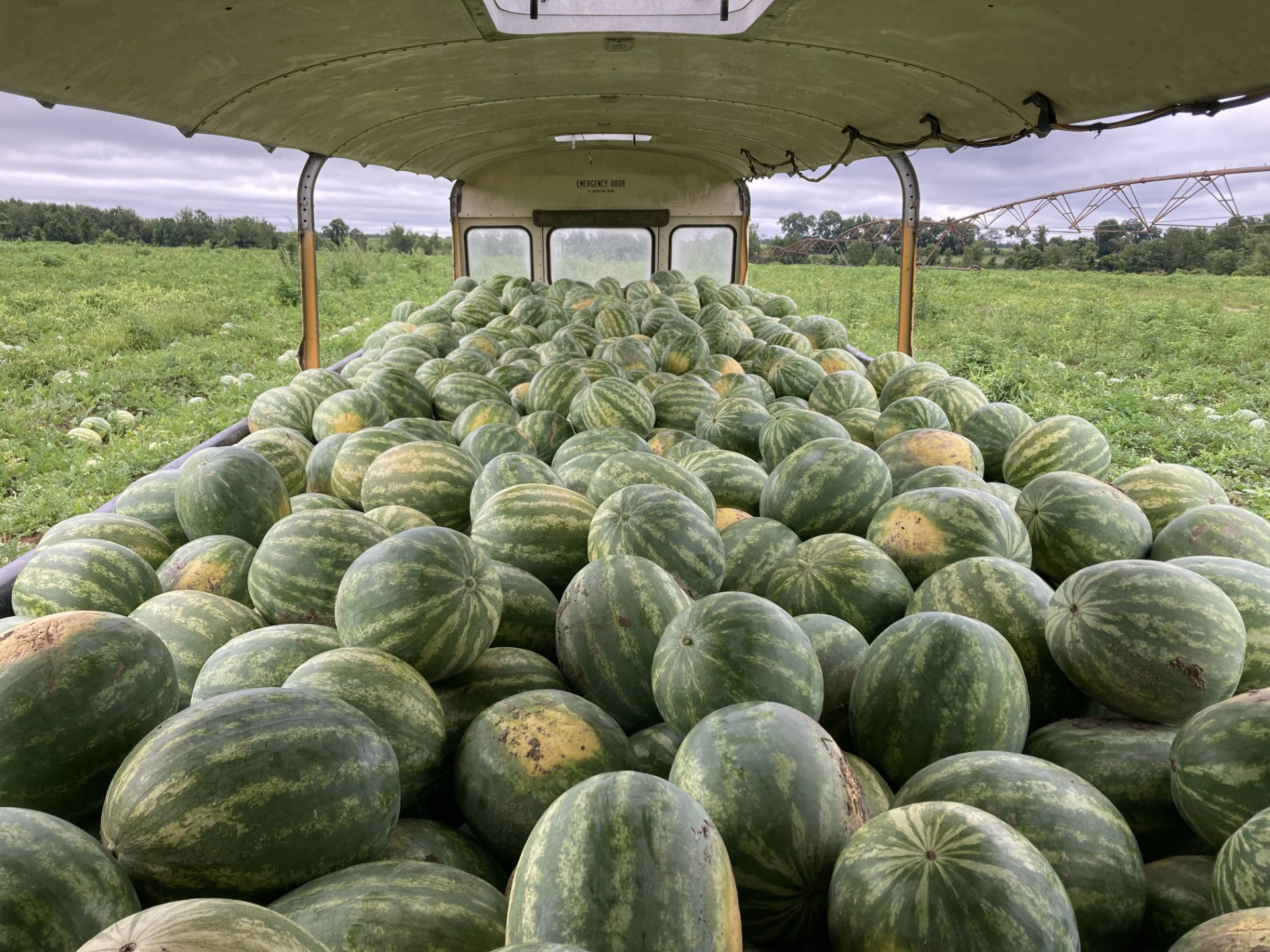 “2024 Watermelon” by Andrea Riley “2024 Watermelon” by Andrea Riley