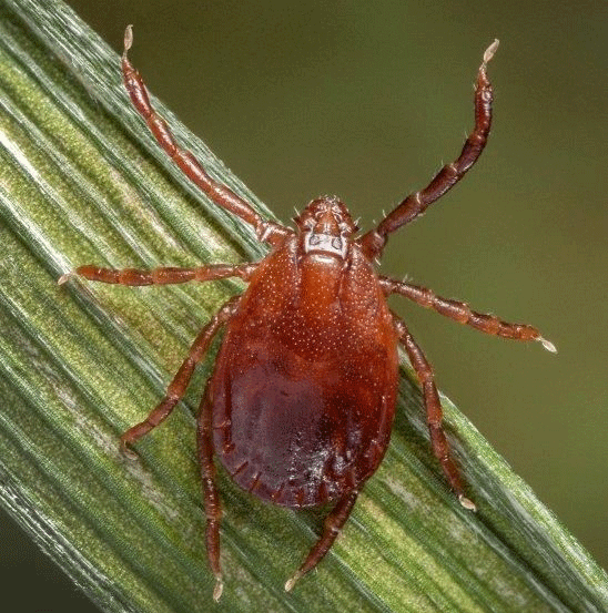 Asian Longhorned Tick