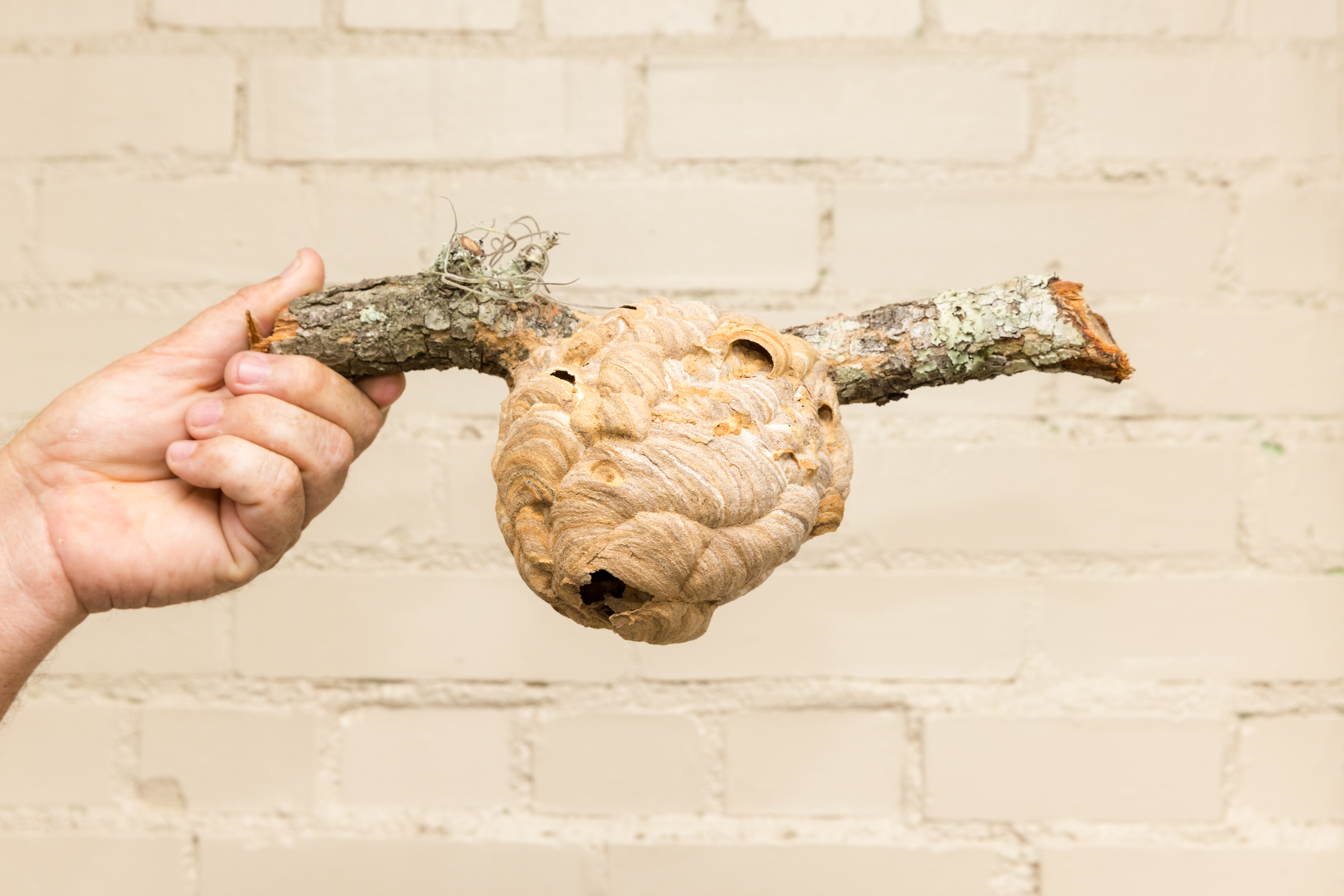 Yellow-Legged Hornet Primary Nest