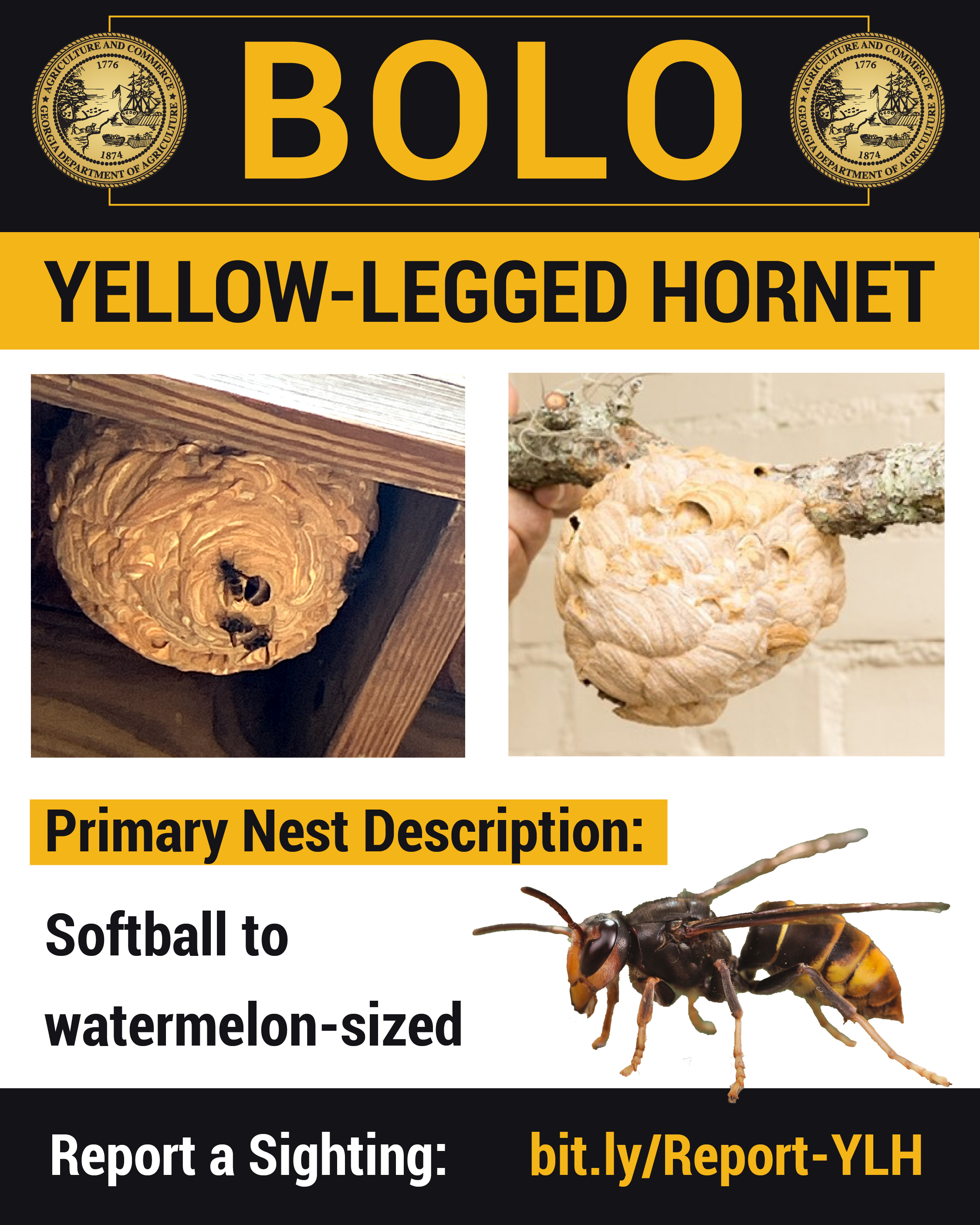 Georgia Agriculture Commissioner Urges Georgians to Report Yellow-Legged Hornet Embryo and Primary Nests