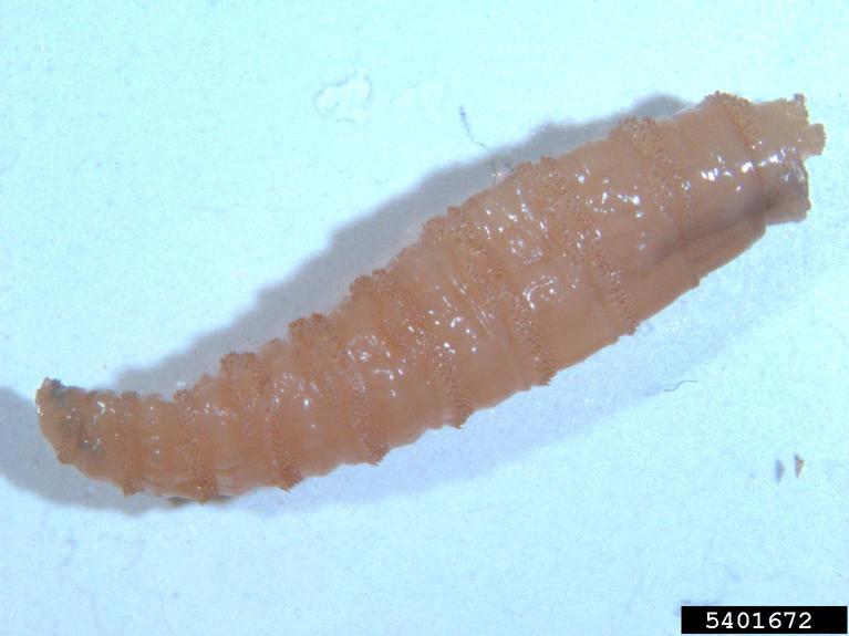 New World Screwworm