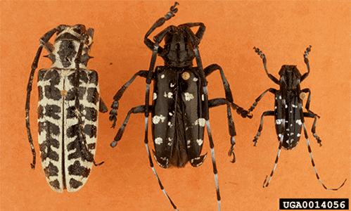 examples of asian longhorned beetle courtesy of UGA