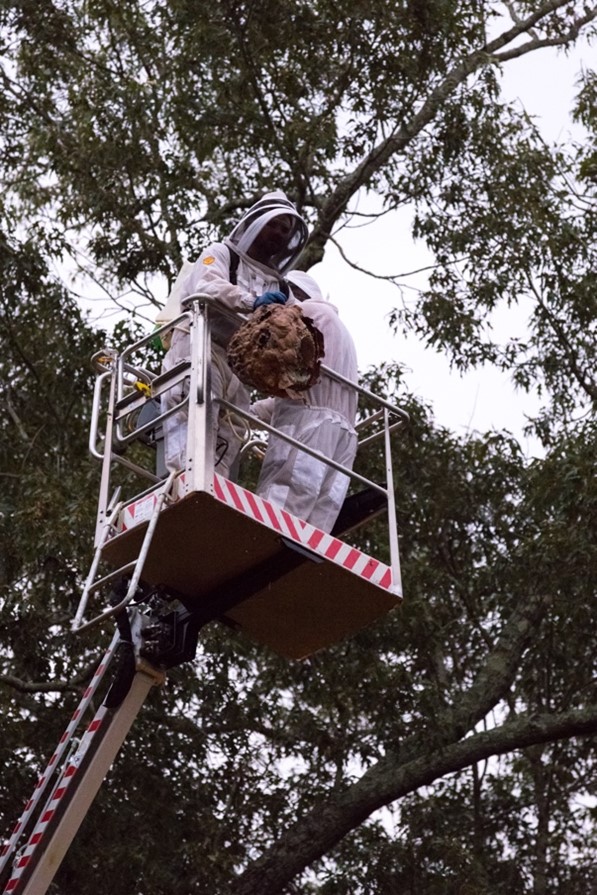 Teams from Herrington Tree Service and Yates-Astro Termite & Pest Control descend the bucket lift, bringing down the eradicated nest.  - Georgia Department of Agriculture