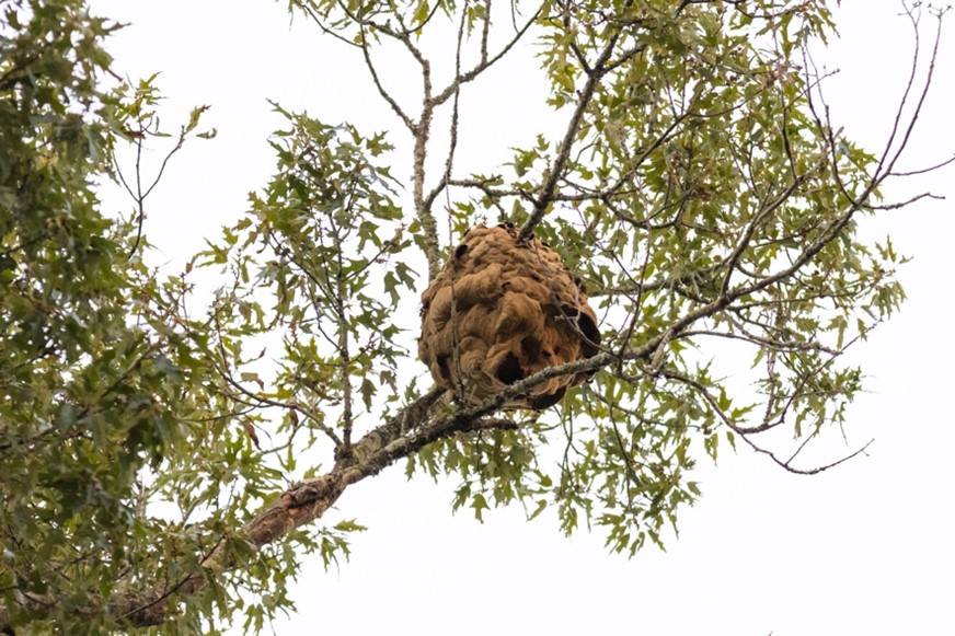 Yellow-legged hornet Secondary nest