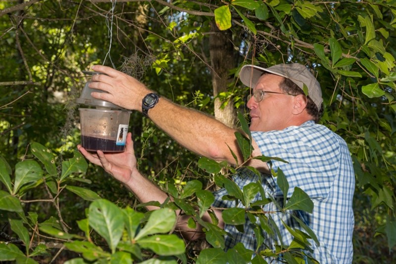 Georgia Department of Agriculture - PPD team examining yellow-legged hornet traps. By analyzing the number of hornets captured, they can identify potential nest locations, as a high trap count often indicates a nearby nest.