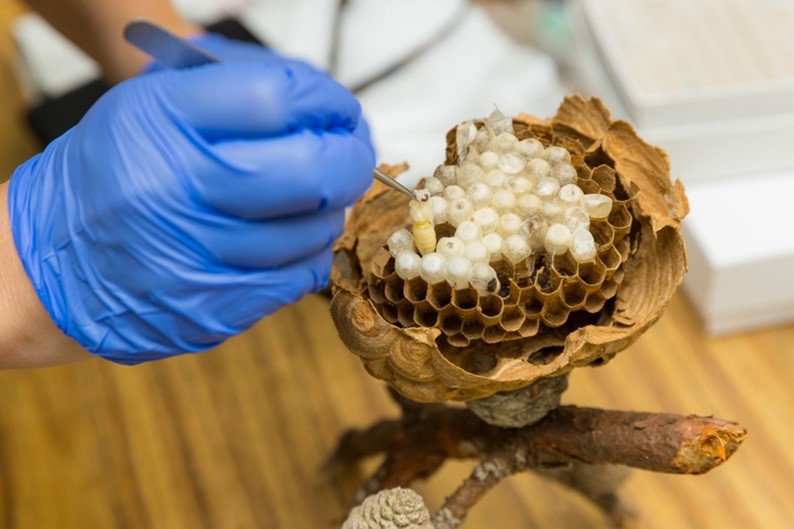 Close-up of yellow-legged hornet larvae, with early-stage egg development visible.  - Georgia Department of Agriculture