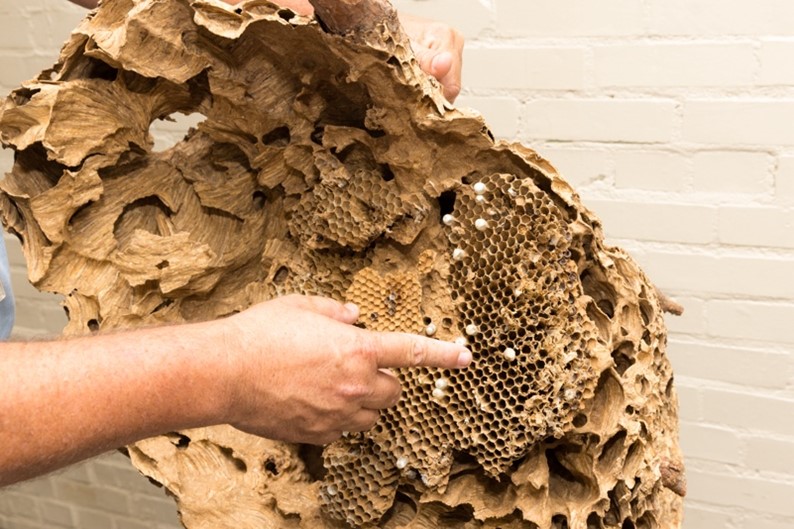 Large yellow-legged hornet secondary nest, eradicated in 2023.  - Georgia Department of Agriculture