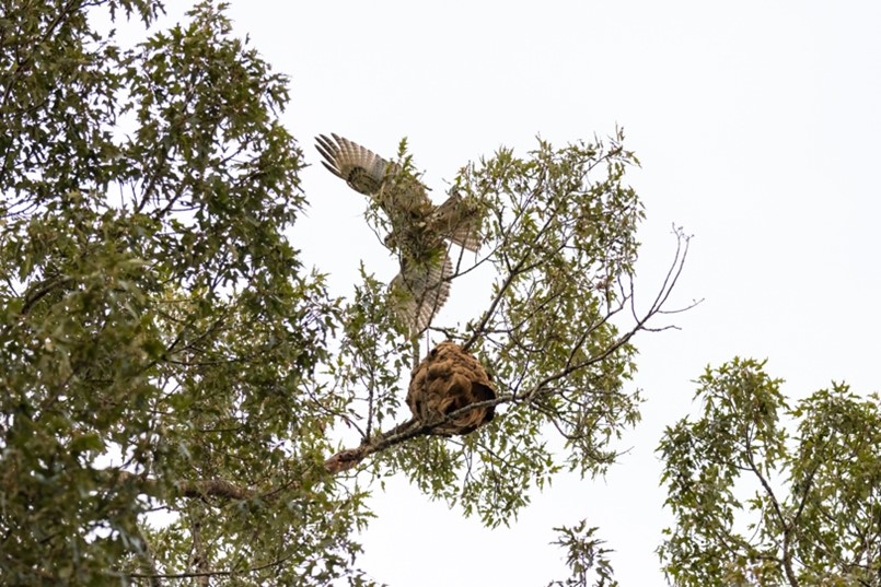 Close-up view of the nest perched atop a tree, with an eagle soaring by in the background.  - Georgia Department of Agriculture