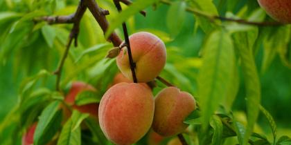 Close-Up Shot of Peaches