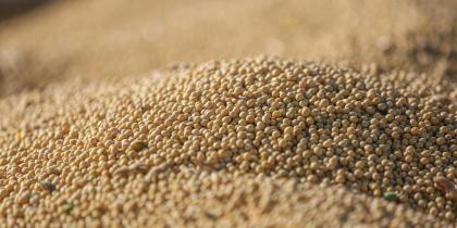 Close-up of Soybeans Ready for Harvest