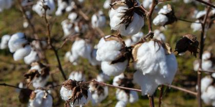 Branches with Cotton Balls