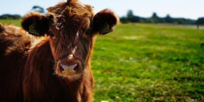 Brown Cattle on Green Lawn Grass during Daytime