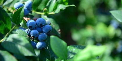 Blueberries on a bush