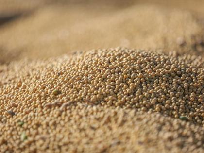 Close-up of Soybeans Ready for Harvest