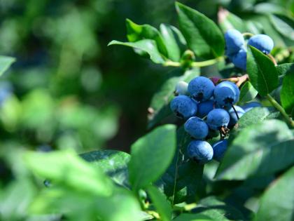 Blueberries on Farm