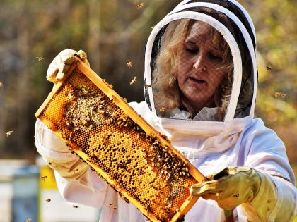 Honey Bees Hero Image