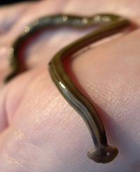 Hammerhead worm