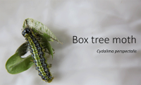 Box Tree Moth