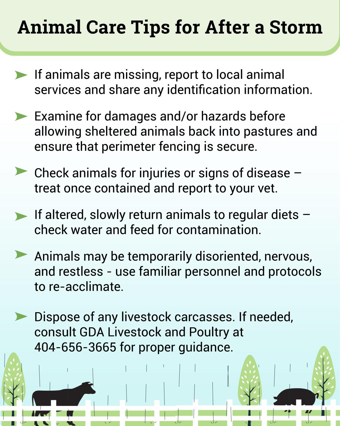 Hurricane Response: Animal Care Tips