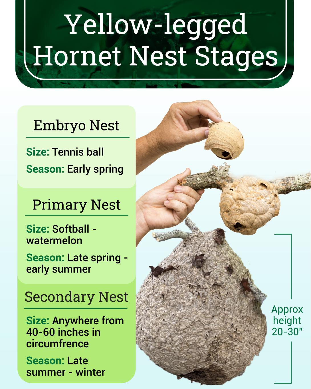 Yellow-legged Hornet Nest Stages