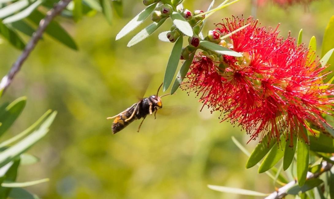 Yellow-legged Hornet - Life Cycle